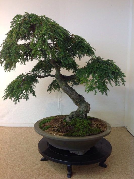 Tsuga Heterophylla ~ Cicuta occidentale ~ Incredibile conifera bonsai ~ 20 semi rari ~