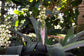 Androlepis Skinneri ~ Stunning Tropical Bromeliad ~ Very Rare 5 Seeds ~