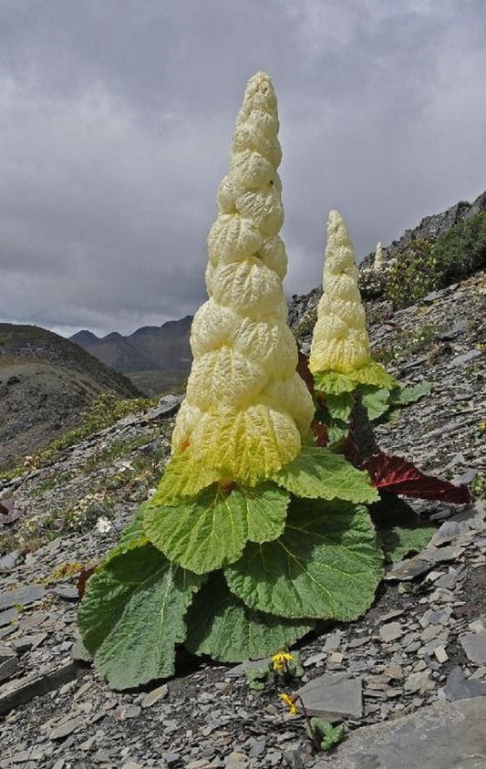 Rheum Nobile ~ Sikkim Noble Ruibarb ~ Planta Herbácea Fabulosa ~ Rara 3 Sementes ~