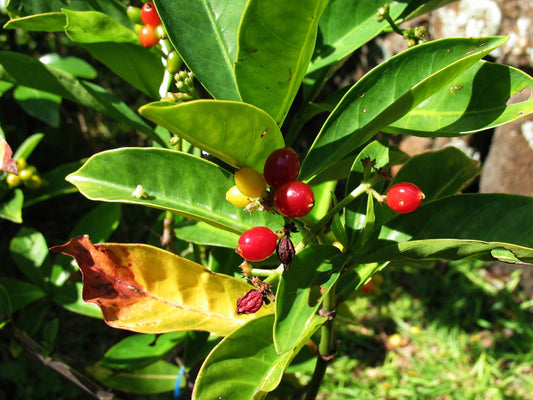 Psychotria Capensis * Black Bird Berry * Tropical Evergreen Arbusto * Raro 5 Sementes