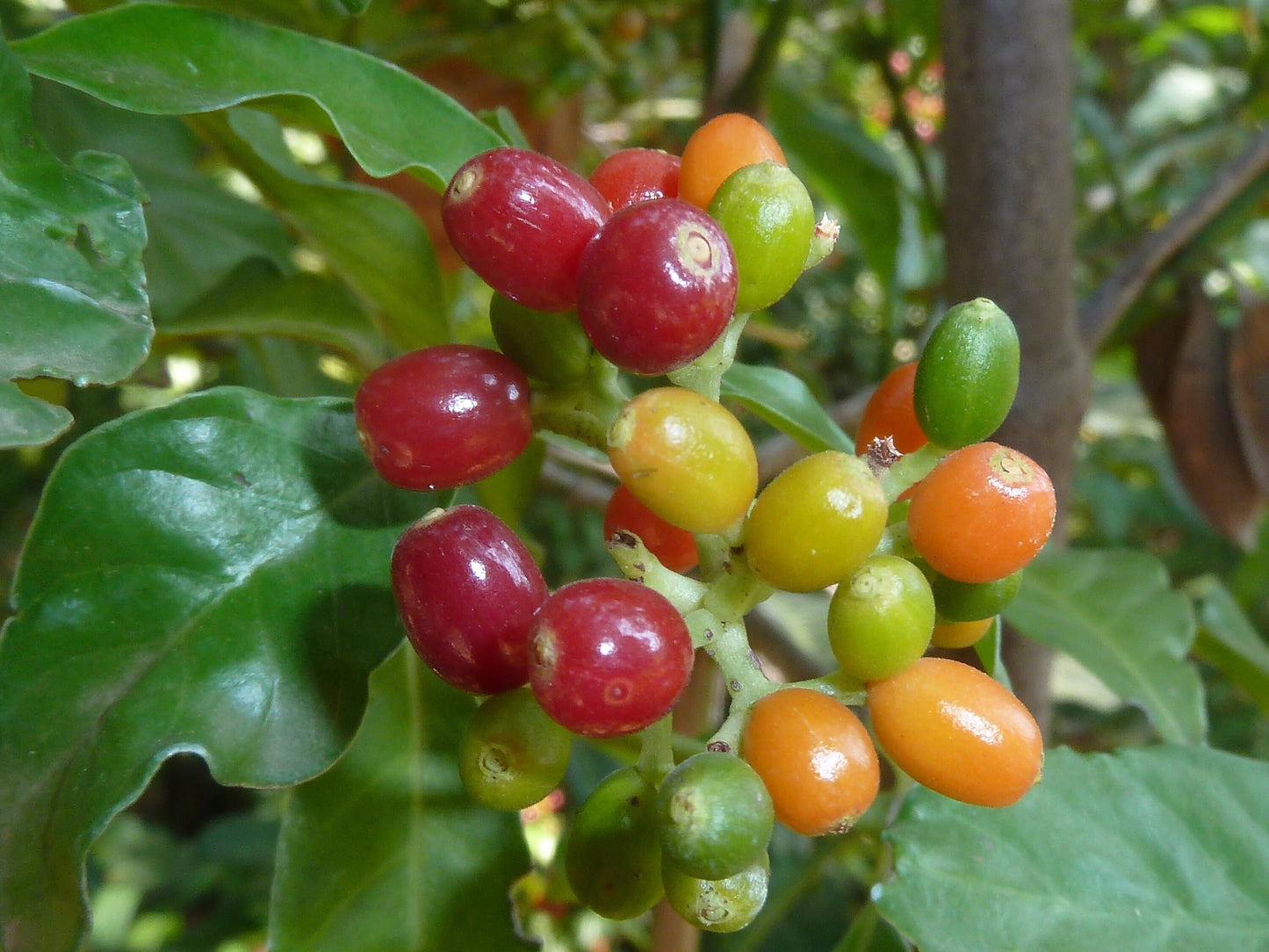 Psychotria Capensis * Black Bird Berry * Tropical Evergreen Shrub * Rare 5 Seeds