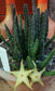 Stapelia Divaricata * Fabulous Eye Catching Succulent * Rare * 3 Seeds *
