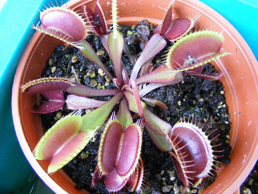 Dionaea Muscipula * Venus Fly Trap * Pianta carnivora * Mix Forms * 10 semi *
