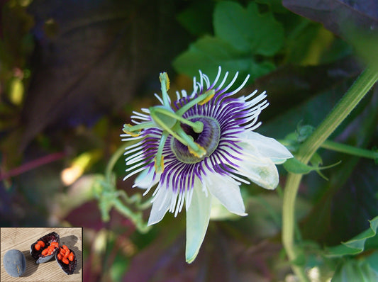 Passiflora Morifolia *ウッドランドパッションフラワー*急成長するつる植物* 5つの種子*
