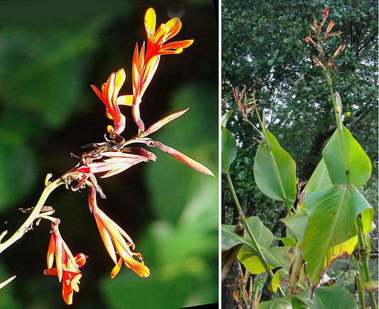 Canna Tuerckheimii * Colpo indiano * Canna Lily * Splendida pianta tropicale * 4 semi rari *