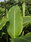 Canna Tuerckheimii * Indian Shot * Canna Lily * Stunning Tropical Plant * Rare 4 Seeds *