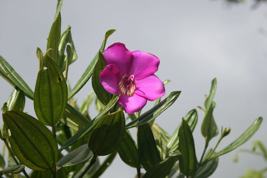 Meriania Longifolia * Stupendo albero ornamentale * Fiore viola * Rari 10 semi *