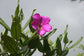 Meriania Longifolia * Stunning Ornamental Tree * Purple Flower * Rare 10 Seeds *
