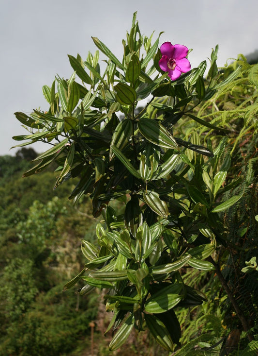 Meriania Longifolia * Impressionante Árvore Ornamental * Flor Roxa * Raro 10 Sementes *