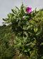 Meriania Longifolia * Stunning Ornamental Tree * Purple Flower * Rare 10 Seeds *
