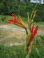 Canna Tuerckheimii * Indian Shot * Canna Lily * Stunning Tropical Plant * Rare 4 Seeds *