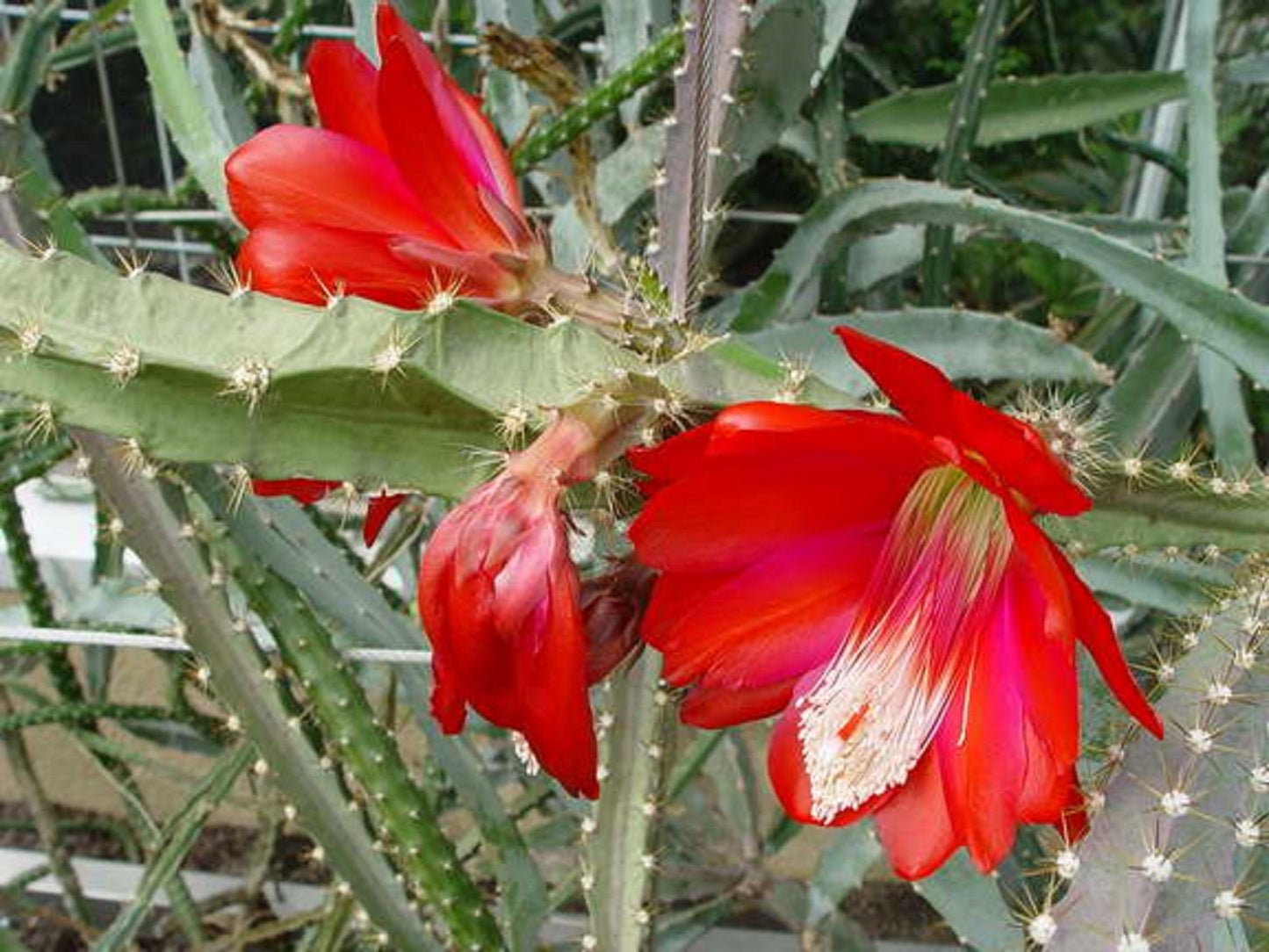 Disocactus Speciosus * Heliocereus Sun Cereus Cactus * Amazing Rare 5 Seeds *
