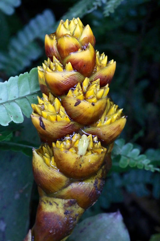 Guzmania Teuscheri * Amazing Epiphytic Bromeliad * Ornamental Tropical Plant * Rare 5 Seeds *