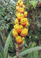 Guzmania Teuscheri * Amazing Epiphytic Bromeliad * Ornamental Tropical Plant * Rare 5 Seeds *