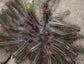 Euphorbia Enopla * Pincushion Succulent * Purple Spiny Shrub * Rare 5 Seeds *