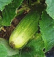 Cucumber Spacemaster Bush * 35 Seeds * Organic Easy Growing * Compact For Container *
