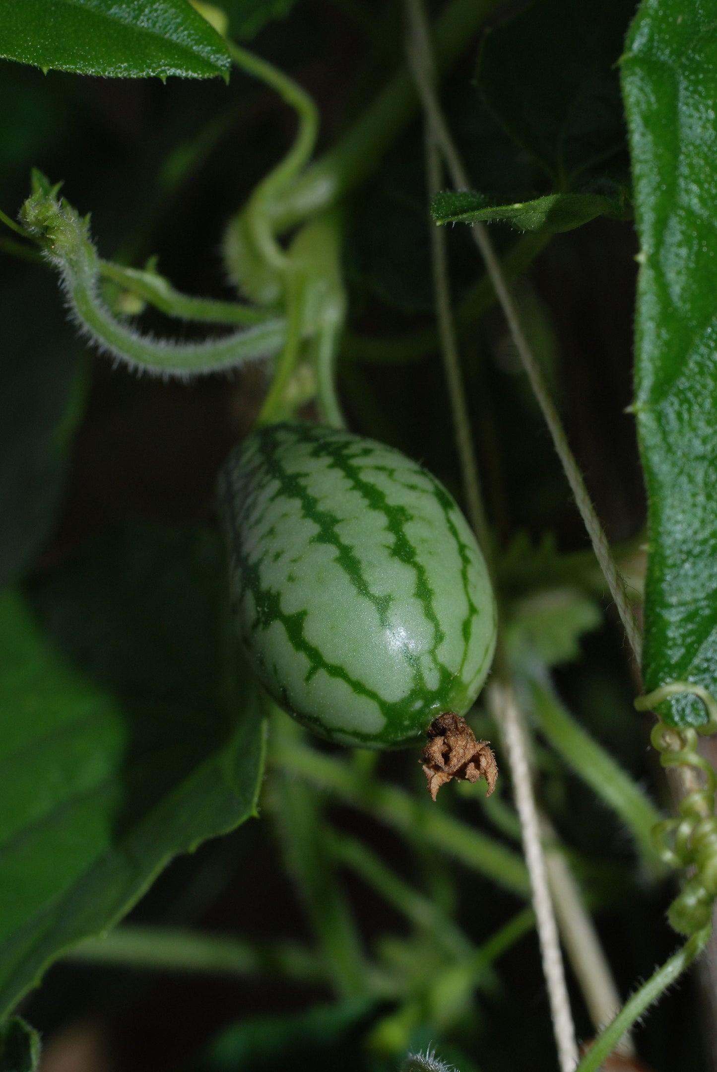 Melothria Scabra * Mexican Sour Cucumber * Cucamelon * Rare Fresh 10 Seeds *