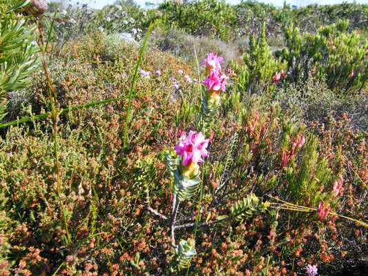 Saltera Sarcocolla * Cape Fellwort * Raro Arbusto de Planta Tropical * 5 Sementes *