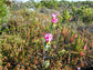 Saltera Sarcocolla * Cape Fellwort * Rare Tropical Plant Shrub * 5 Seeds *