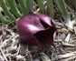 Stapelia Leendertziae * Carrion Flower * Black Bells * Rare Succulent Plant * 6 Seeds *