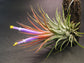 Tillandsia Ionantha * Blushing Bride Airplant * Bromeliad ~ Rare ~ Easy Growing ~ 5 Seeds ~