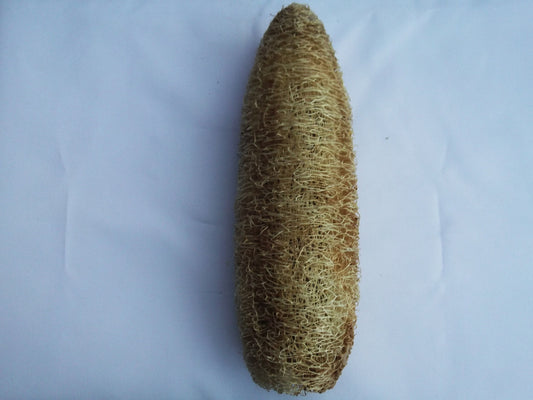 Luffa Cylindrica * Sponge Gourd Veggie * Loofah biologico fresco * Rari 15 semi *