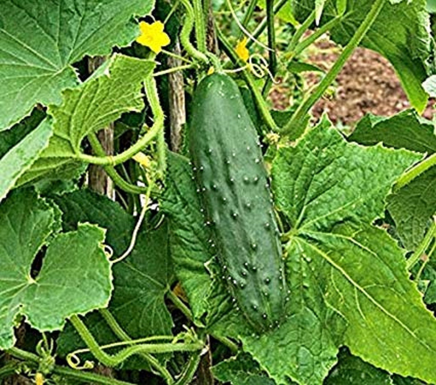 Cucumber Spacemaster Bush * 35 Seeds * Organic Easy Growing * Compact For Container *
