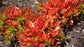 Crassula Capitella * Red Flames * Ornamental Unique Succulent * Rare 10 Seeds *