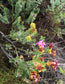 Saltera Sarcocolla * Cape Fellwort * Rare Tropical Plant Shrub * 5 Seeds *