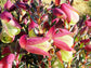 Pimelea Physodes * Qualup Bell * Spettacolare fiore viola * 5 semi molto rari *