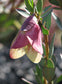 Pimelea Physodes * Qualup Bell * Espetacular Flor Roxa * Muito Rara 5 Sementes *
