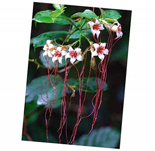 Strophanthus Petersianus * Corda Venenosa * Arbusto Impressionante * Muito Raro 5 Sementes