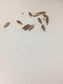 Strophanthus Petersianus * Poison Rope * Stunning Shrub  * Very Rare 5 Seeds