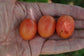 Ximenia Caffra * Large Sourplum * Sweet Almond Scent * Deciduous Shrub * Rare 3 Seeds *