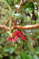 Fuchsia Excorticata * Fucsia albero * Fucsia più grande del mondo * Raro * 5 semi *
