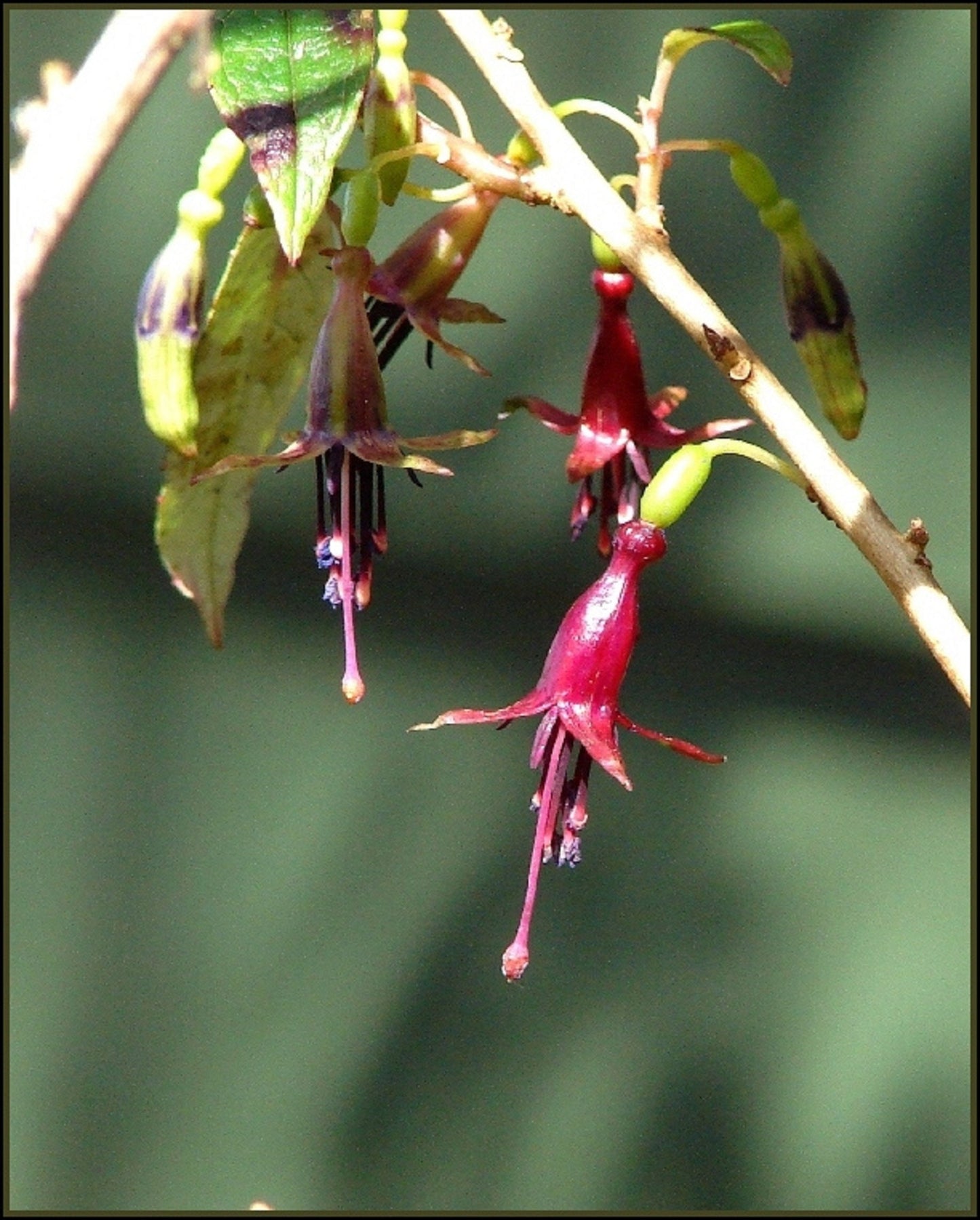 Fuchsia Excorticata * Árvore Fuchsia * Maior Fuchsia do Mundo * Raro * 5 Sementes *