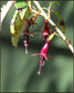 Fuchsia Excorticata * Fucsia albero * Fucsia più grande del mondo * Raro * 5 semi *