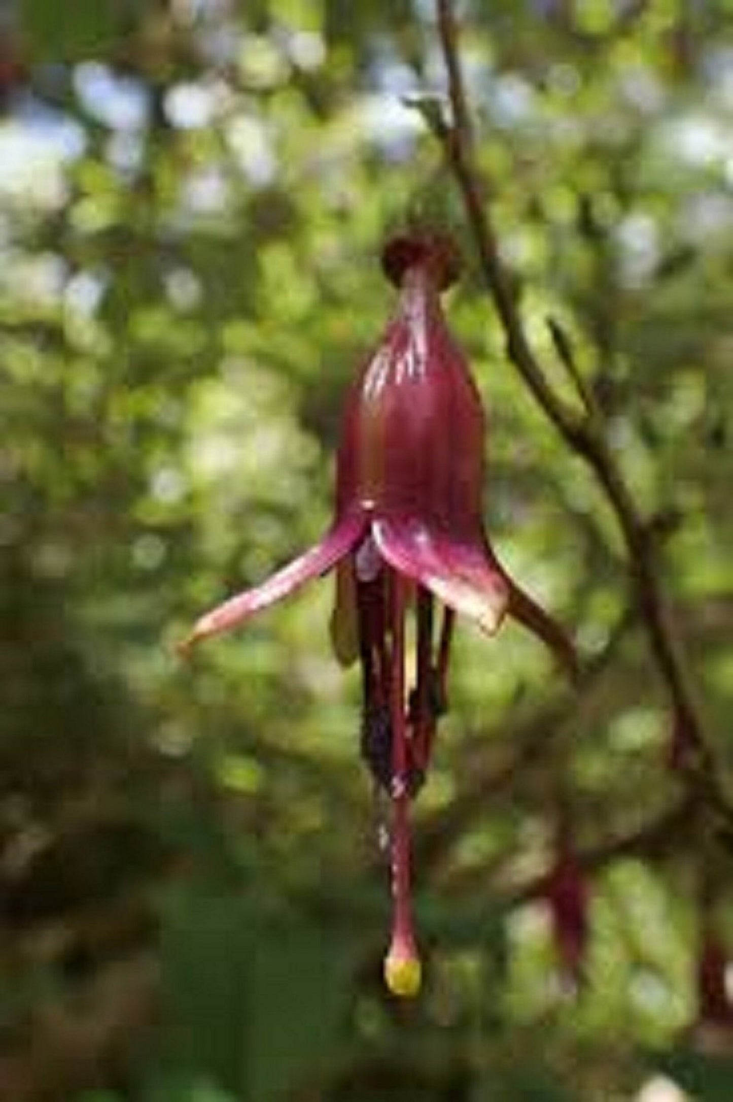 Fuchsia Excorticata * Tree Fuchsia * Largest Fuchsia Worldwide * Rare * 5 Seeds *