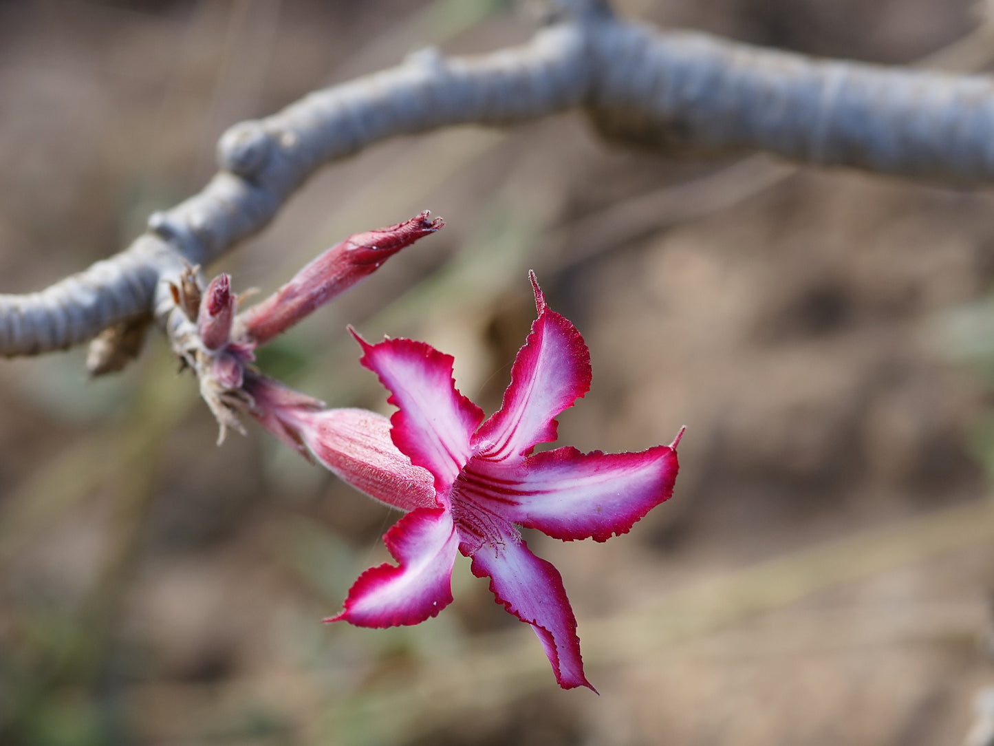 Adenium Arabicum * Impala Lily * Amazing Caudex Succulent * Rare 4 Seeds *