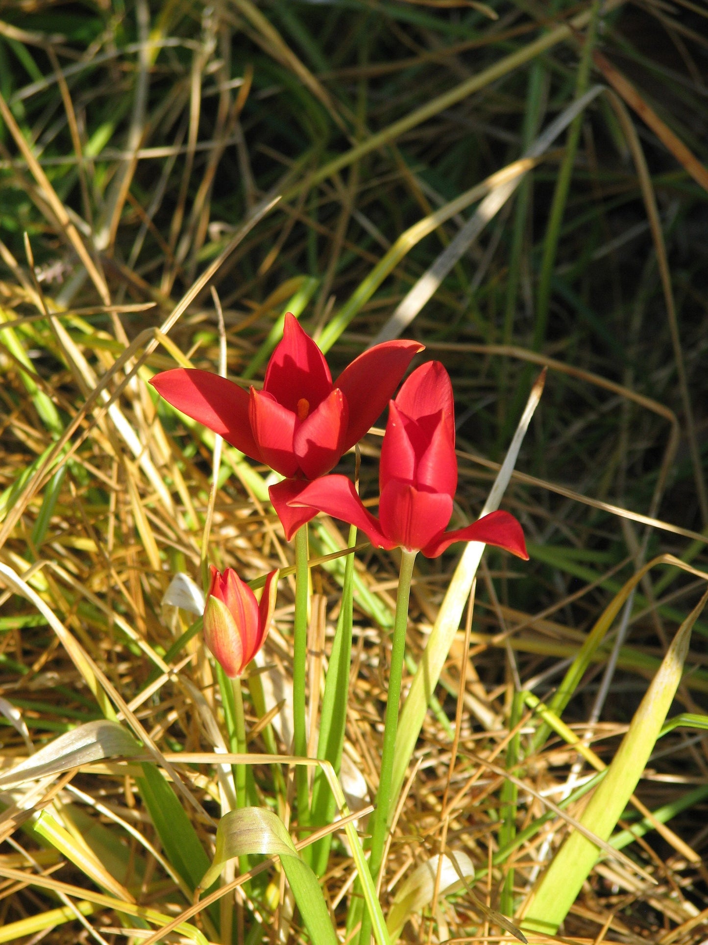 Tulipa Sprengeri * Sprenger Tulip * Amazing Scarlet Flowers * Rare 10 Seeds *