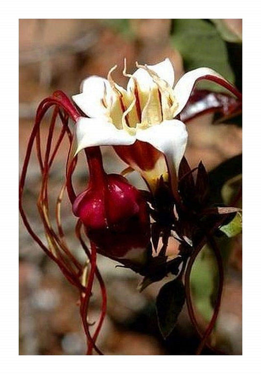 Strophanthus Petersianus * Corda Venenosa * Arbusto Impressionante * Muito Raro 5 Sementes
