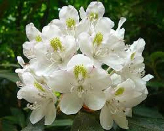 Rododendro massimo * Rosebay bianco rosa alloro * cespuglio mozzafiato * 50 semi *