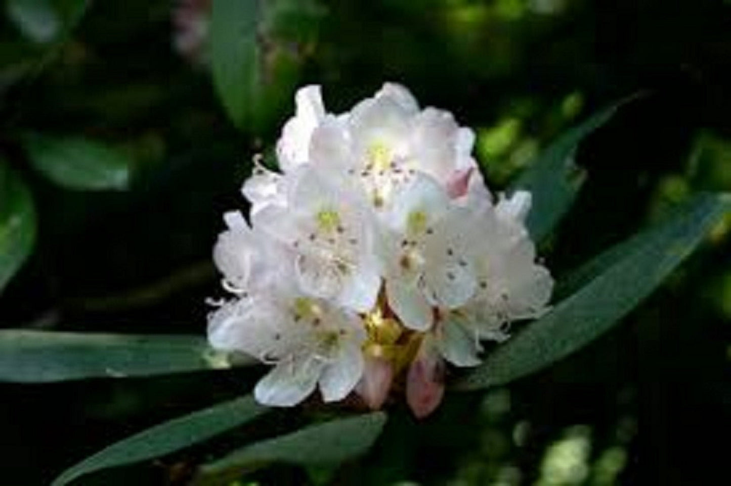 Rhododendron Maximum * Rosebay White Pink Laurel * Stunning Bush * 50 Seeds *