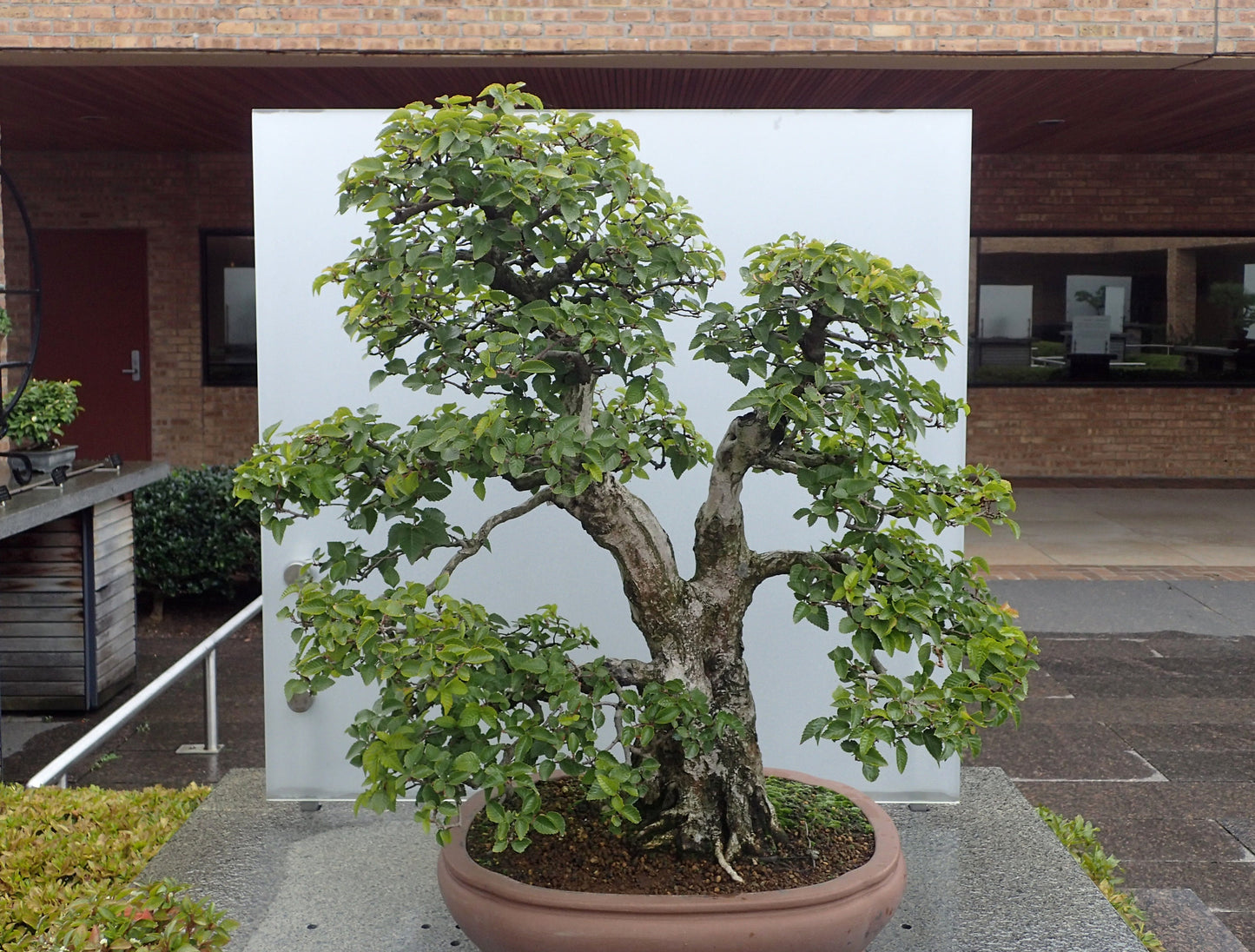 Carpinus Turczaninowii * Carpino coreano * Albero bonsai raro * 10 semi *