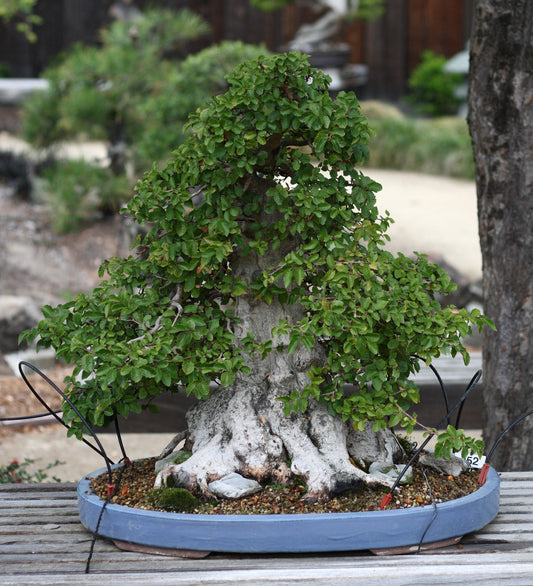 Carpinus Turczaninowii * Carpino coreano * Albero bonsai raro * 10 semi *