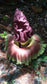 Amorphophallus Paeoniifolius