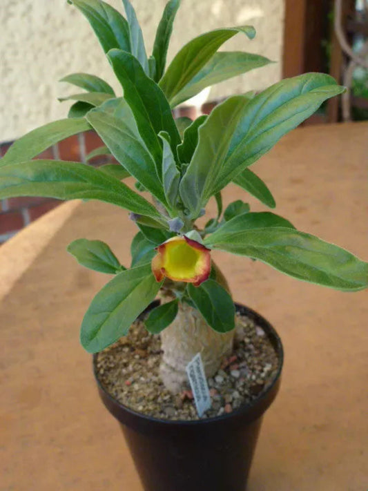 Pterodiscus Ngamicus * Stupenda Succulente Caudex * Estremamente Raro * 3 Semi Grandi *