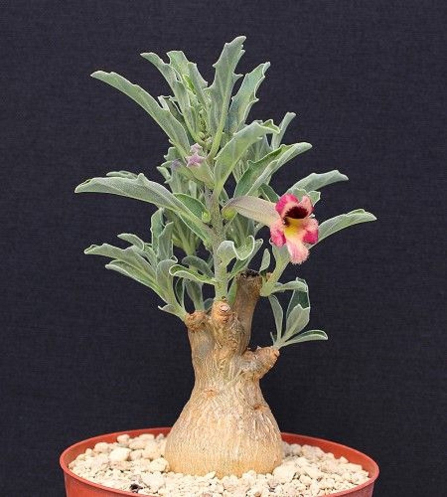 Pterodiscus Ngamicus * Stunning Caudex Succulent * Extremely Rare * 3 Large Seeds *