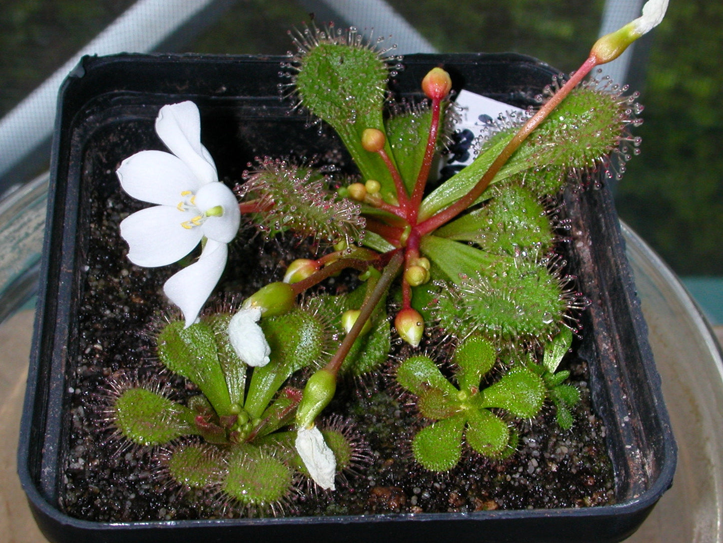Drosera Whittakeri * Scented Sundew * Perennial Carnivorous Plant * 5 Rare Seeds *