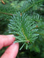 Abies Balsamea * Balsam Fir * Christmas Tree * Bonsai Conifer Tree * 10 Rare Seeds *